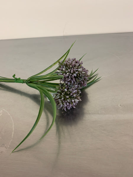 Allium