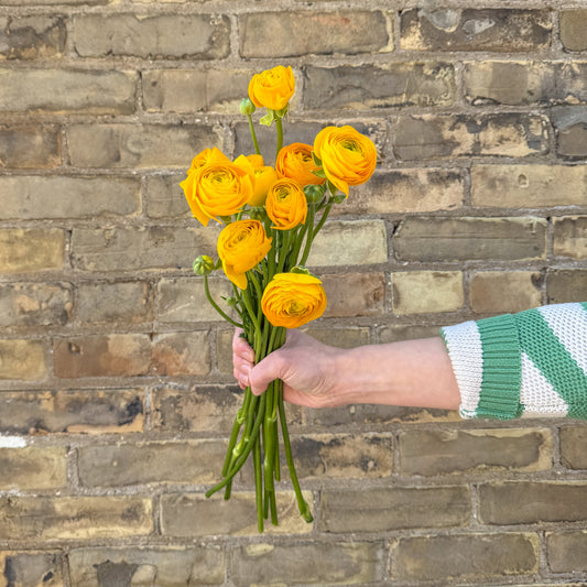 Mother’s Day Ranunculus