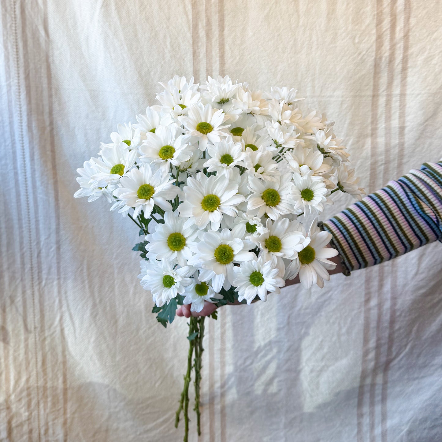 Daisy Bunch